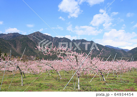桃の花咲く安曇野の春 桃の花咲く安曇野の春 64934454