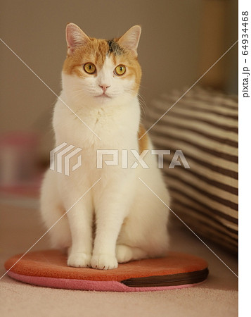 座る猫の写真素材