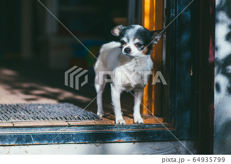 A small and funny Chihuahua dog standing near the entrance to the house and enjoying sun light. Stay at Home concept A small and funny Chihuahua dog standing near the entrance to the house and enjoying sun light. Stay at Home concept 64935799