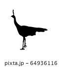 Vector silhouette of pheasant isolated on white background. Template for design 64936116