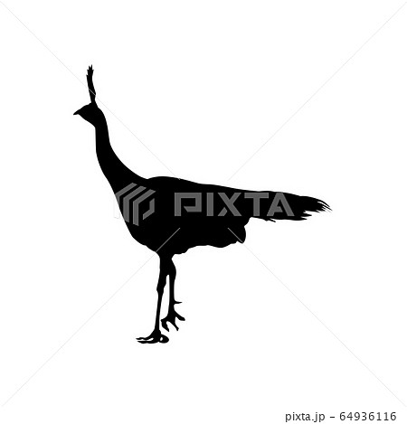 Vector silhouette of pheasant isolated on white background. Template for design 64936116