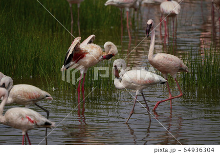 コフラミンゴ 64936304