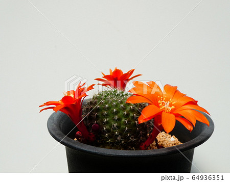 宝山/レブチア 開花 宝山/レブチア 開花 64936351