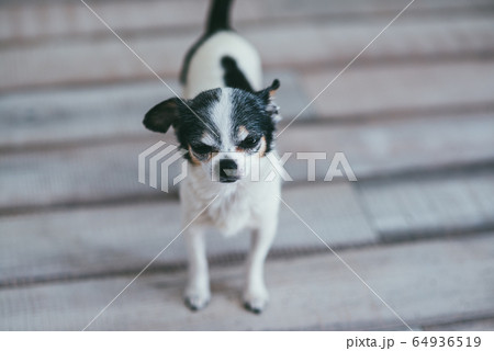 A small and funny Chihuahua dog standing on the floor and looking at the camera. Stay at Home concept A small and funny Chihuahua dog standing on the floor and looking at the camera. Stay at Home concept 64936519