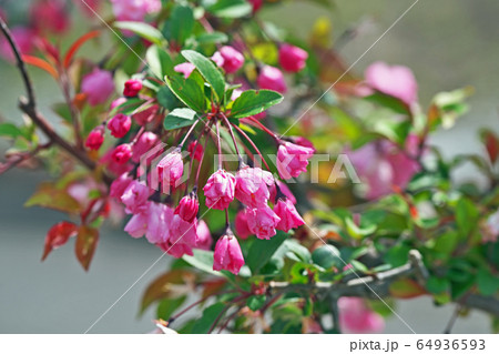 ピンクのハナカイドウの蕾 ピンクのハナカイドウの蕾 64936593