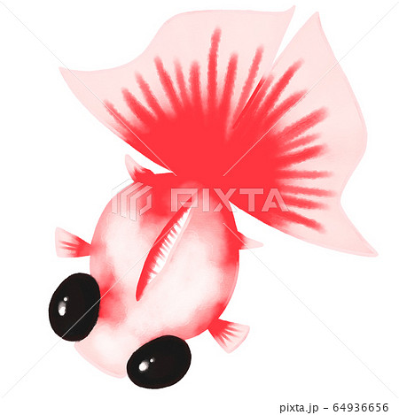 蝶尾金魚 赤色 のイラスト素材
