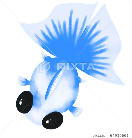 蝶尾金魚 青色 のイラスト素材