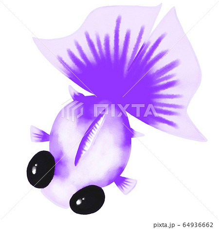 蝶尾金魚（紫色） 64936662
