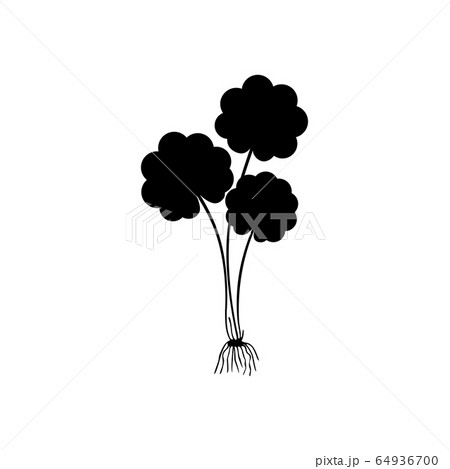 Gotu kola - medicinal plant. Centella Asiatica which is known as Gotu Kola isolated on white background vector illustration. Asiatic pennywort 64936700