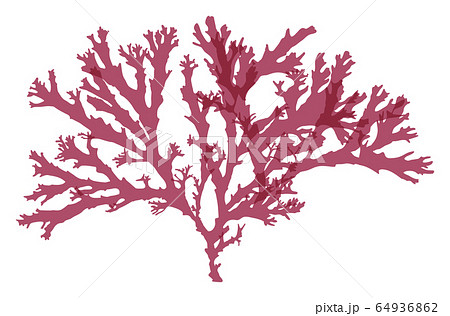 海藻 紅藻類 ベクター素材 トサカのイラスト素材