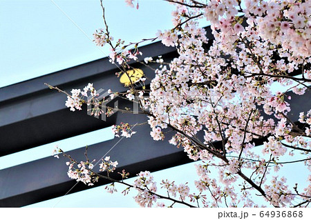 熊野本宮旧社地・大斎原春の風景と桜と 64936868
