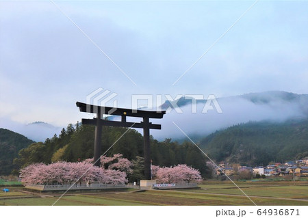 熊野本宮旧社地・大斎原春の風景と桜と 64936871