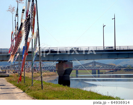 無風状態の鯉のぼり(薩摩川内市川内川） 64936914