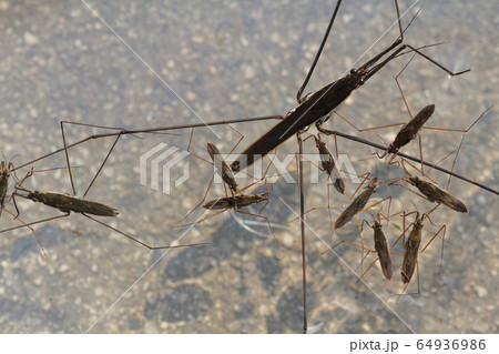 オオアメンボ・アメンボ・ヒメアメンボ 64936986