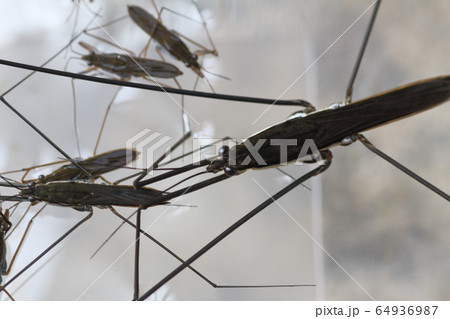 オオアメンボ・アメンボ・ヒメアメンボ オオアメンボ・アメンボ・ヒメアメンボ 64936987