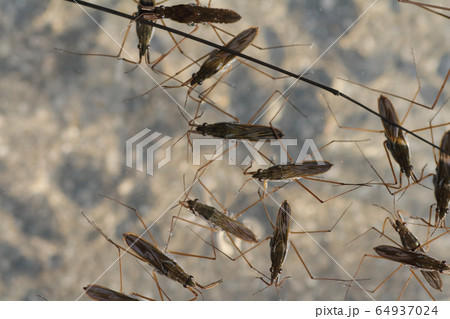 アメンボ・ヒメアメンボ アメンボ・ヒメアメンボ 64937024