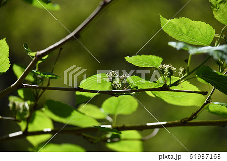 山桑の花 山桑の花 64937163