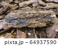 Tree bark for decoration and mulching in landscape design. Tree bark texture macro background close-up. 64937590