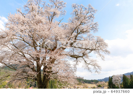 広島県庄原市東城三大桜の一つ、千鳥別尺のヤマザクラ 64937660