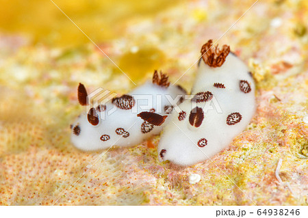 ブチウミウシ 64938246