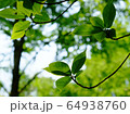 新緑 64938760