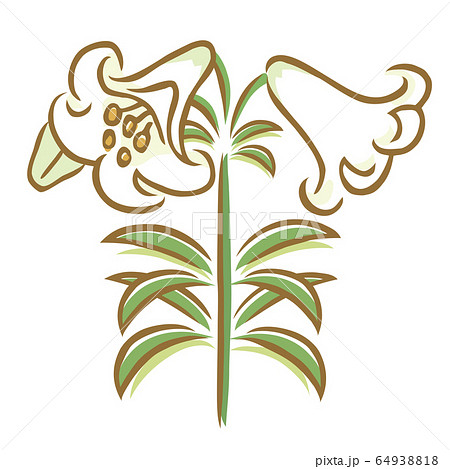 ユリ ユリ 64938818