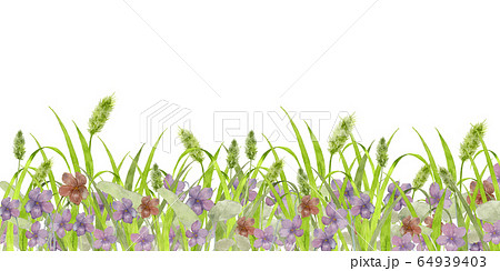 スミレとネコジャラシ 64939403