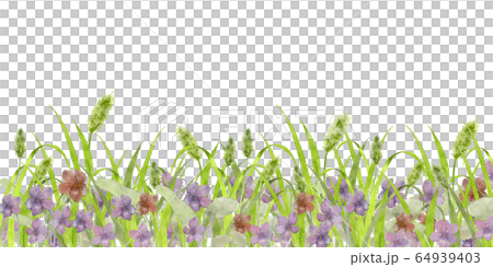 スミレとネコジャラシ 64939403