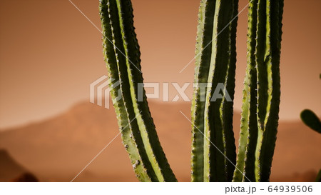 Arizona desert sunset with giant saguaro cactus 64939506