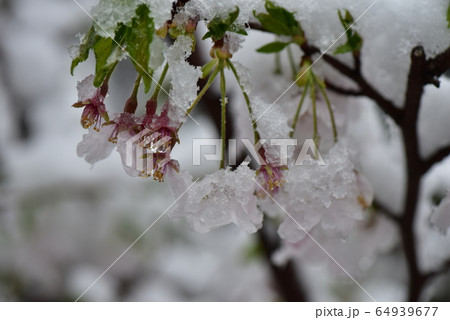 桜と雪 64939677