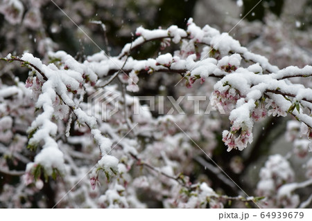 桜と雪 桜と雪 64939679