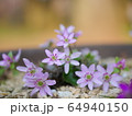 雪割草　鉢植え 64940150