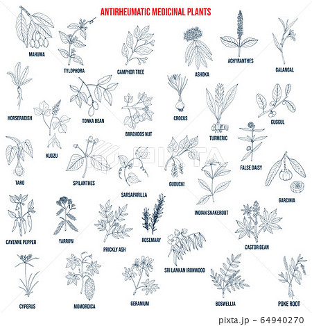 Best anti-rheumatic herbs, natural botanical set Best anti-rheumatic herbs, natural botanical set 64940270