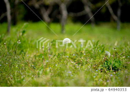 たんぽぽ6074 64940353