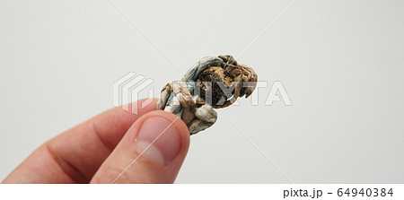 Strains of psilocybin mushrooms close-up 64940384