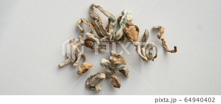 Strains of psilocybin mushrooms close-up Strains of psilocybin mushrooms close-up 64940402