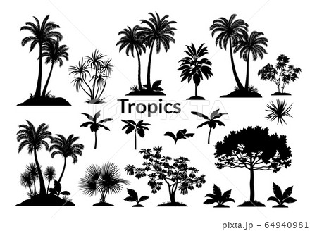 Palm Trees And Plants Silhouettesのイラスト素材