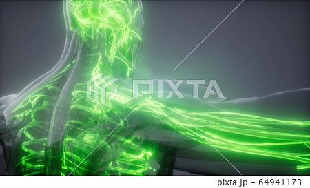 Blood Vessels of Human Body 64941173