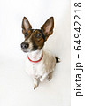 Parson russell terrier dog with erect ears. 64942218