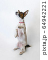 Dog Parson Russell Terrier stands on its hind legs. Studio shot 64942221