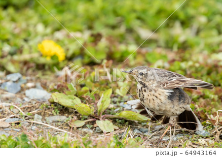 草むらのタヒバリ 64943164
