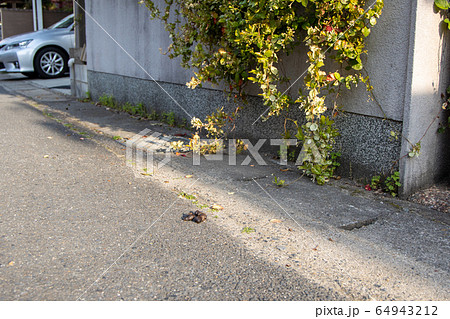 道に放置されている犬のうんこ 64943212