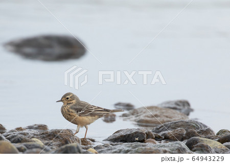水辺のタヒバリ 64943229