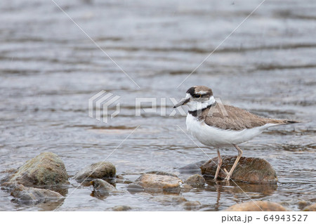 水辺のコチドリ 水辺のコチドリ 64943527