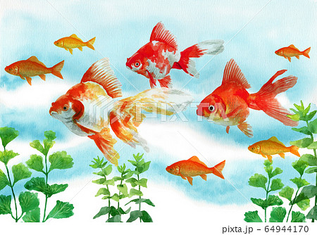 水彩で描いた泳ぐ金魚のイラスト素材
