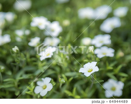 アレナリアの花 アレナリアの花 64944489