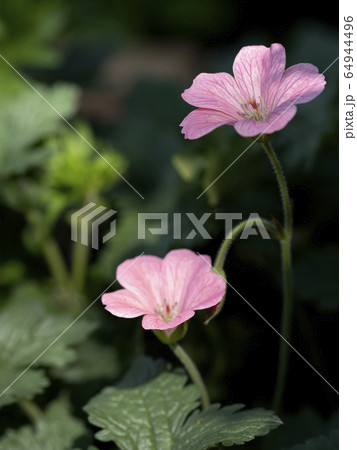 ゲラニウム・ワーグラベピンクの花 64944496