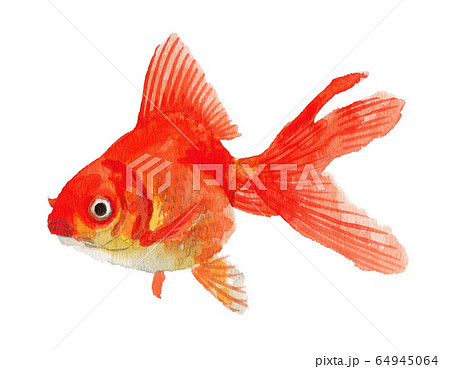 水彩で描いた金魚リュウキンのイラスト素材