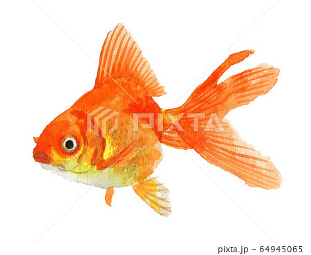 水彩で描いた金魚リュウキンのイラスト素材
