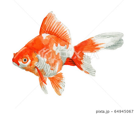 Goldfish Ryukin Painted By Watercolor Stock Illustration